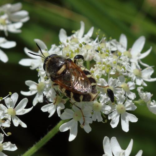 Stratiomys singularior